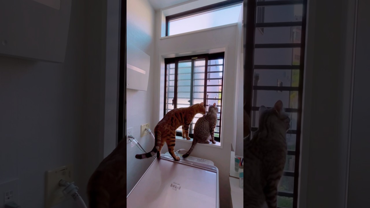 ニャルソックニャンズ#ニャン#cat #catcute #ベンガル #ocicat #bengalcat #癒し動画 #猫のいる暮らし#ニャルソック