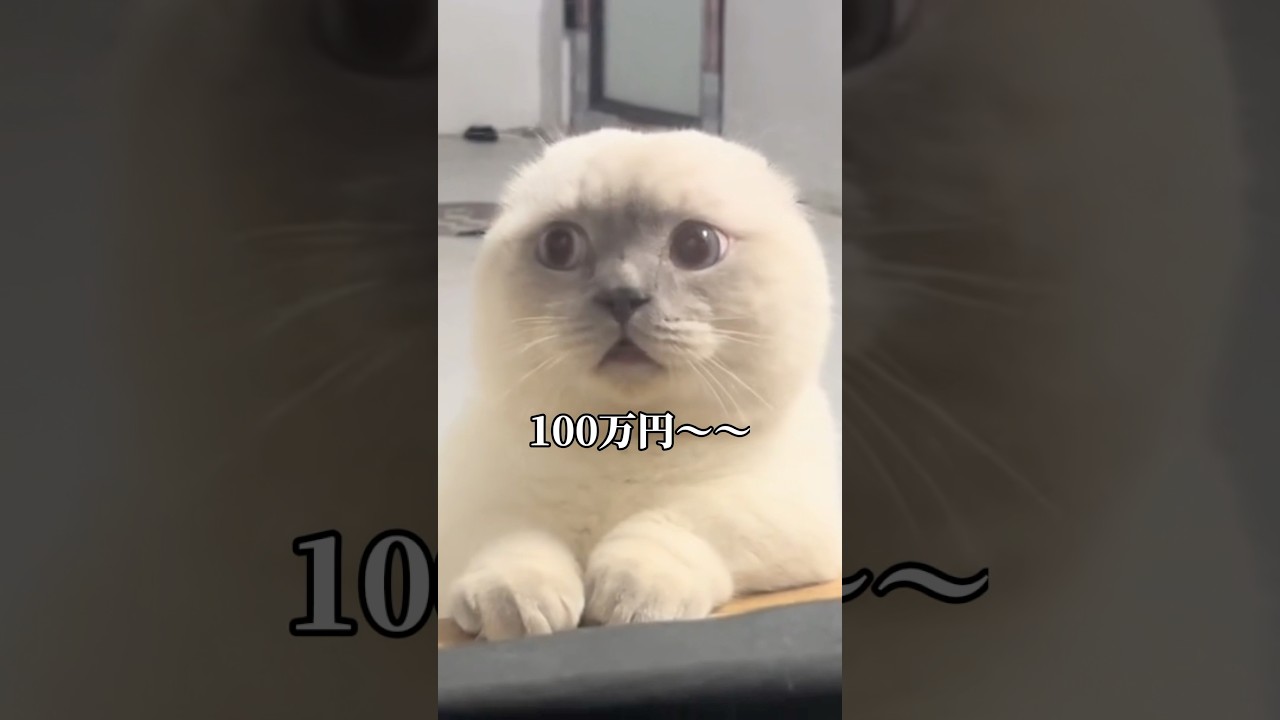 喋るネコ【※アフレコではありません】