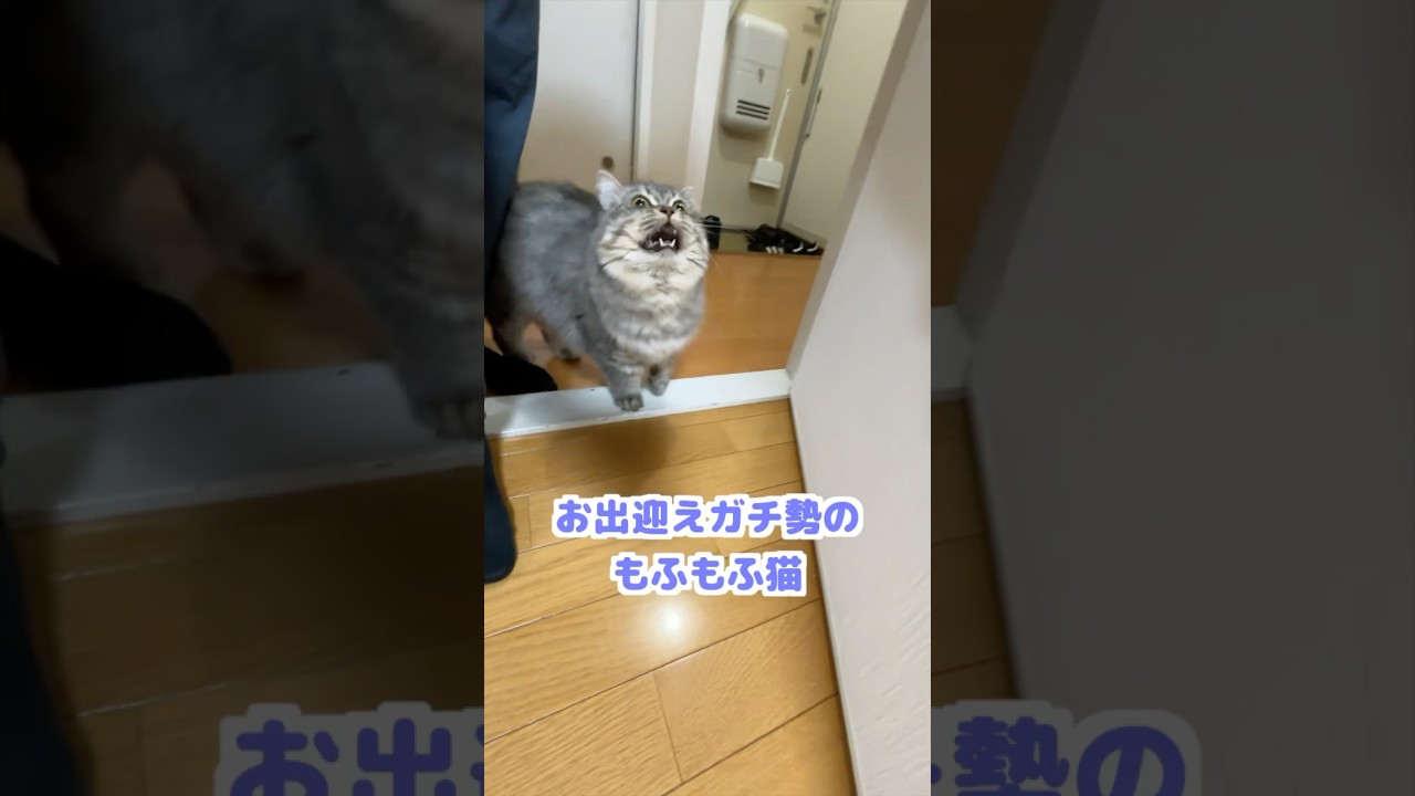 いつものお出迎えでまさかの事態に⁉️  #猫 #ねこ #猫のいる暮らし #猫動画 #マンチカン #ネコ #ねこのいる生活 #cat #shorts