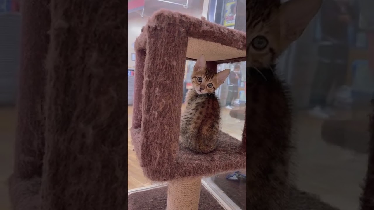 エジプシャン・マウの男の子[22.9.25生まれ]