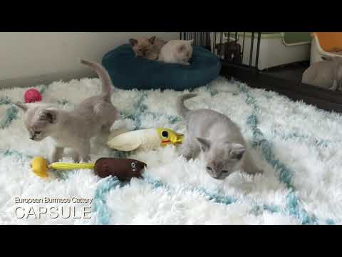 ★NUTSシリーズ★ヨーロピアンバーミーズ★Cattery CAPSULE