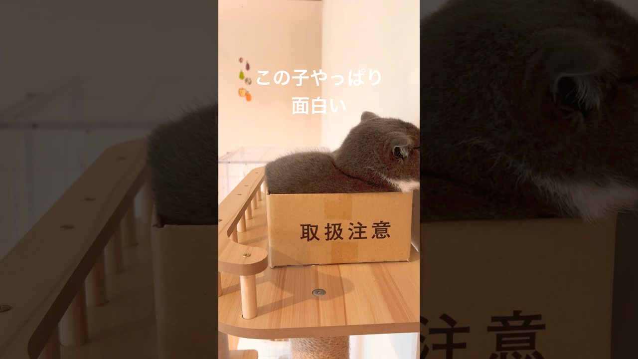 これも ごめん寝w？？ #cats  #スコティッシュフォールド #癒し #おもしろ