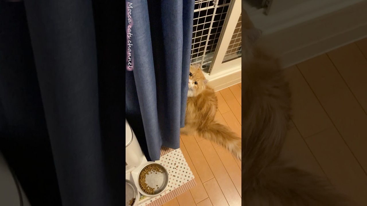 なにかたくらんでる？  #cat #猫のいる暮らし #アメリカンカール