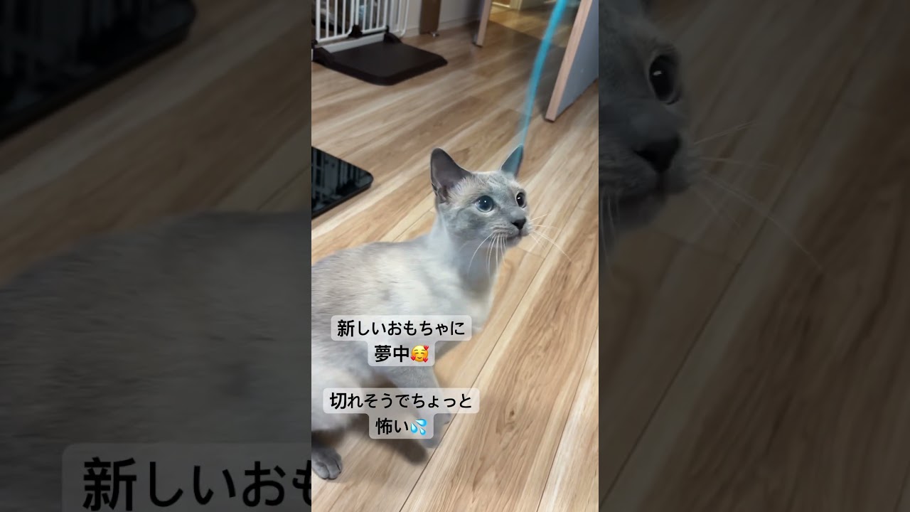 あおそら日記 #あおそら #ロシアンブルー #ねこ #猫のいる暮らし