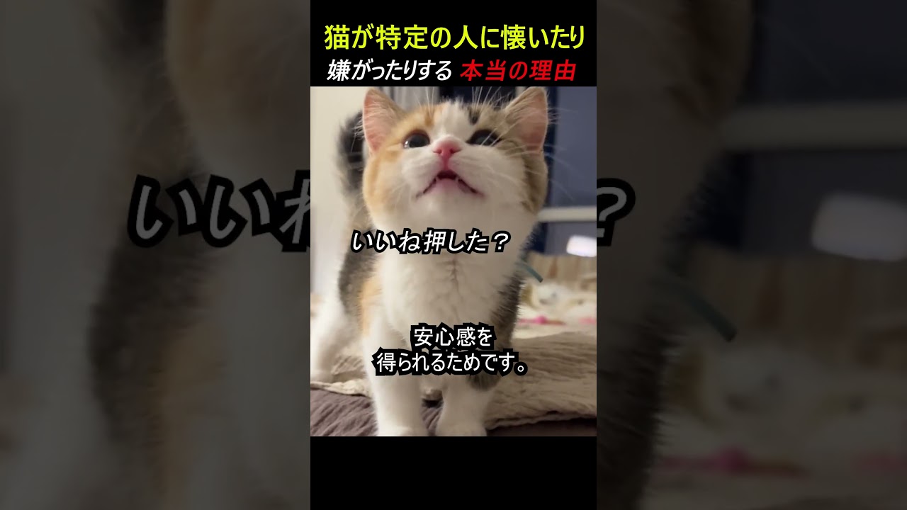 猫が特定の人に懐いたり嫌がったりする本当の理由