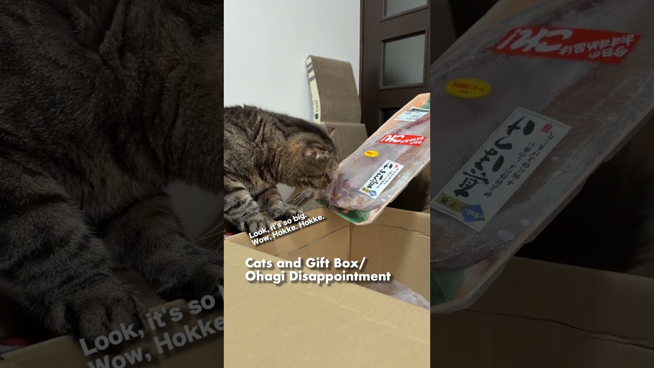 猫とギフト箱／おはぎちゃん、ガッカリ