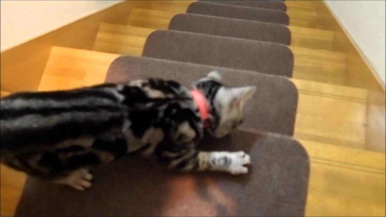 ミーくんのひとり遊び（その２）