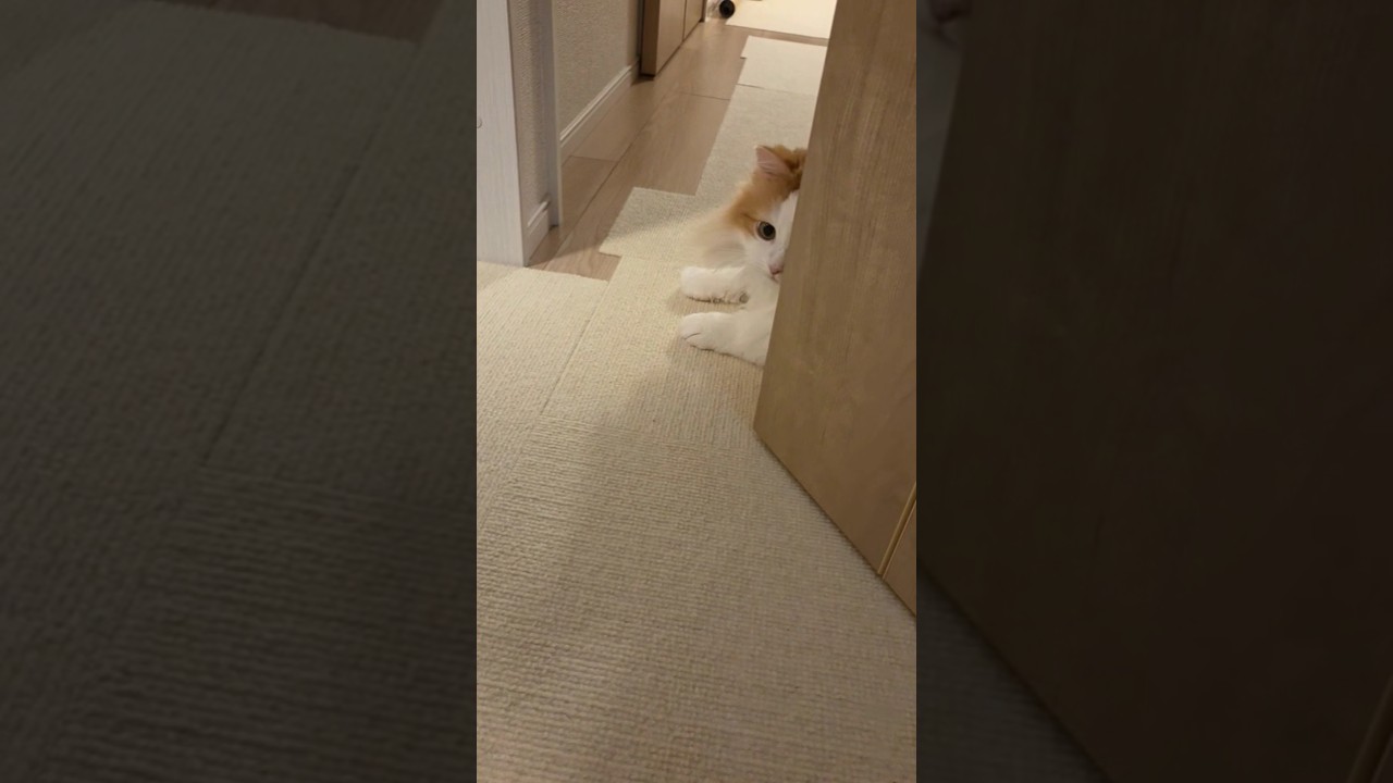 完璧な位置で休むねるちゃん #cat #ragamuffin #ねこ #ラガマフィン #猫のいる暮らし #猫のいる生活