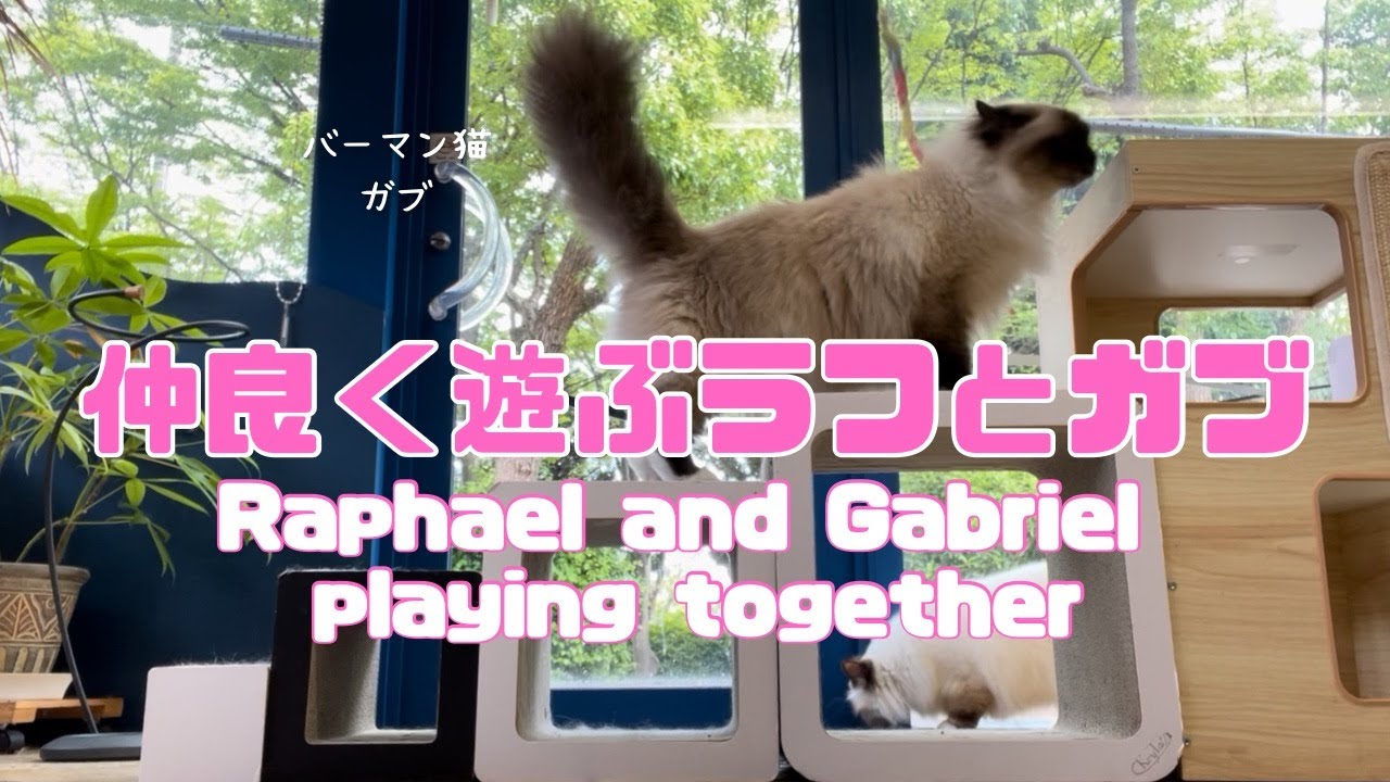 バーマン猫ラフとガブ【仲良く遊ぶラフとガブ】Raphael and Gabriel playing together（バーマン猫）Birman/Cat