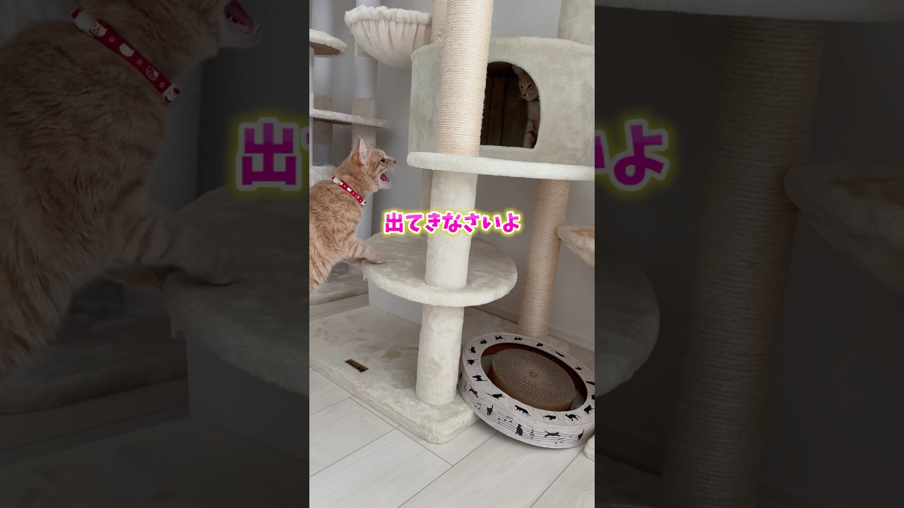 お迎えした子猫が先住猫に見せた仕草とは🐈🐾