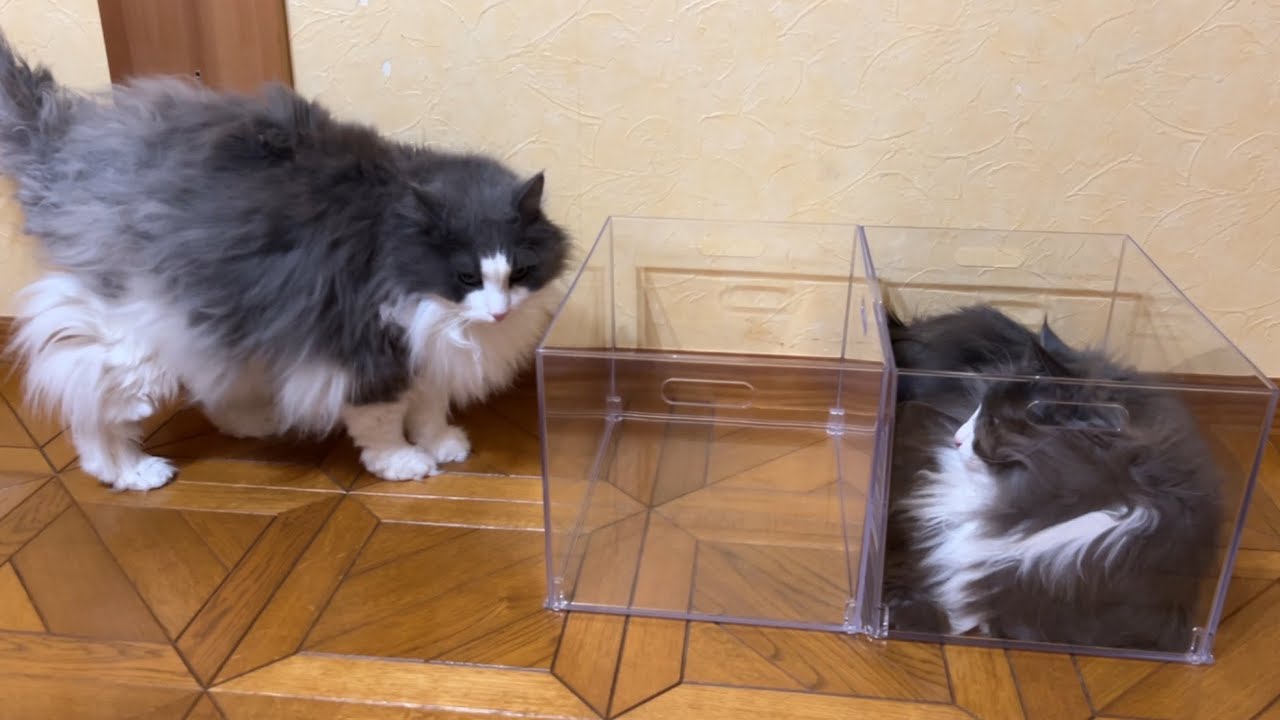 【モジモジw】兄組は透明ケースに入るのか…！？モジモジノルウェージャンフォレストキャットと兄組ノルウェージャンフォレストキャット♡