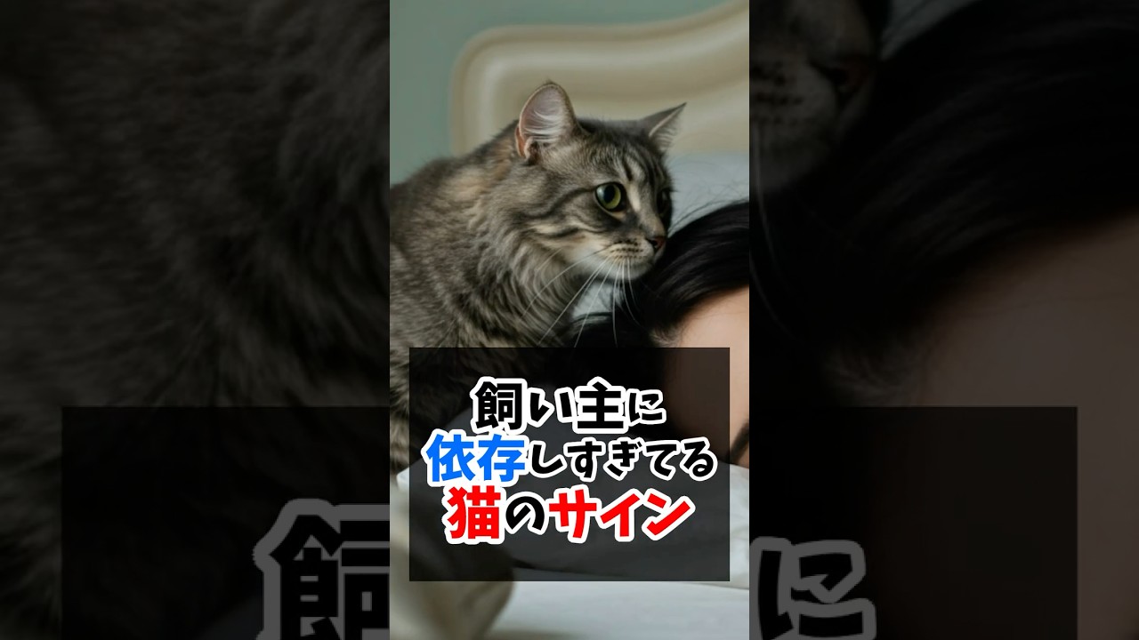 飼い主に依存しすぎてる猫のサイン #猫のいる生活 #猫好きさんと繋がりたい #猫飼いたい #猫可愛い #猫のいる暮らし #ねこ部
