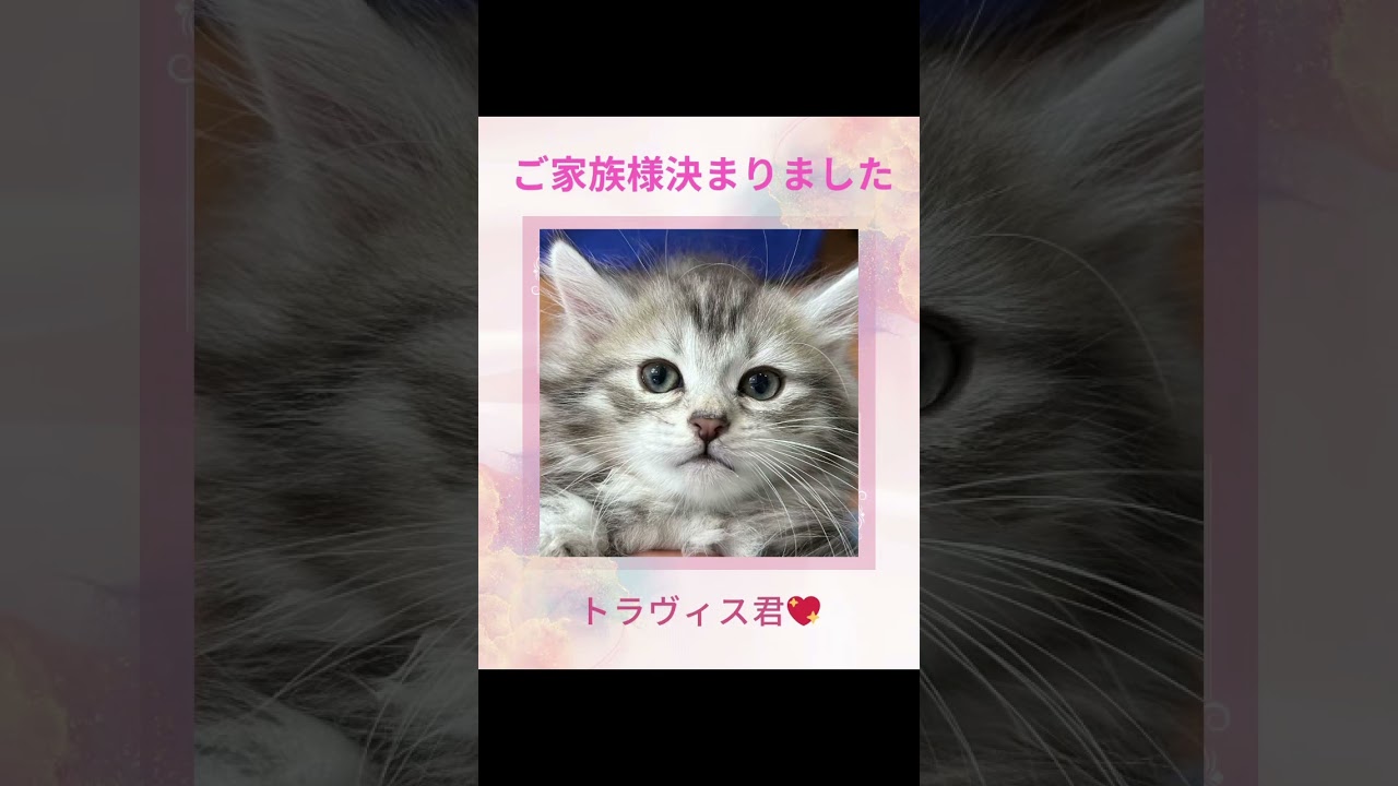#サイベリアン の#子猫 のトラヴィス君😻ご家族様決まりました💕サイベリアン専門店ロイヤル・キャッツでは抱っこができる&シャンプーで暴れない子をお迎え出来ます❣️#ペットショップ