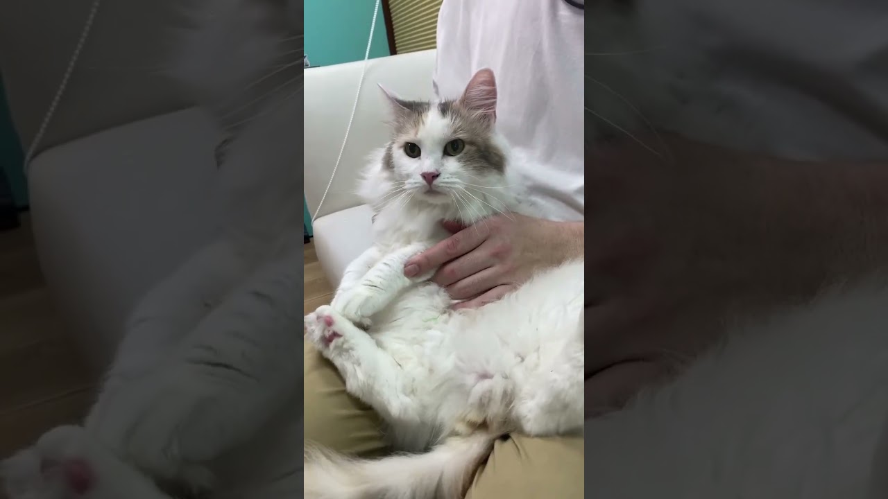 里親募集中です♪メインクーン　大型猫種の女の子　体重5.0kg 埼玉県ブリーダー　❤️Mペット❤️