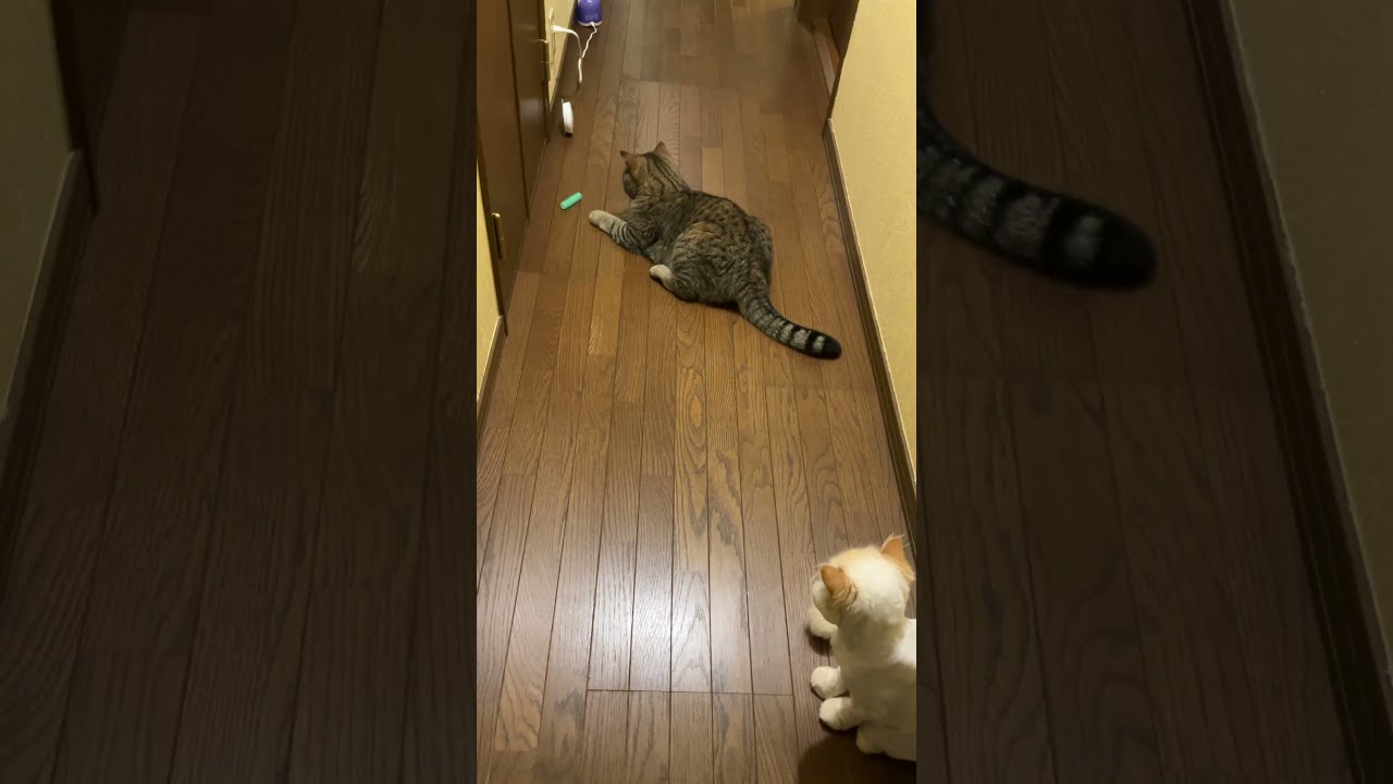 ♥チーノの日常【獲物？】ホワイトヒマラヤン14歳（72歳）　#shorts　#cat　#pets　猫好き　癒し