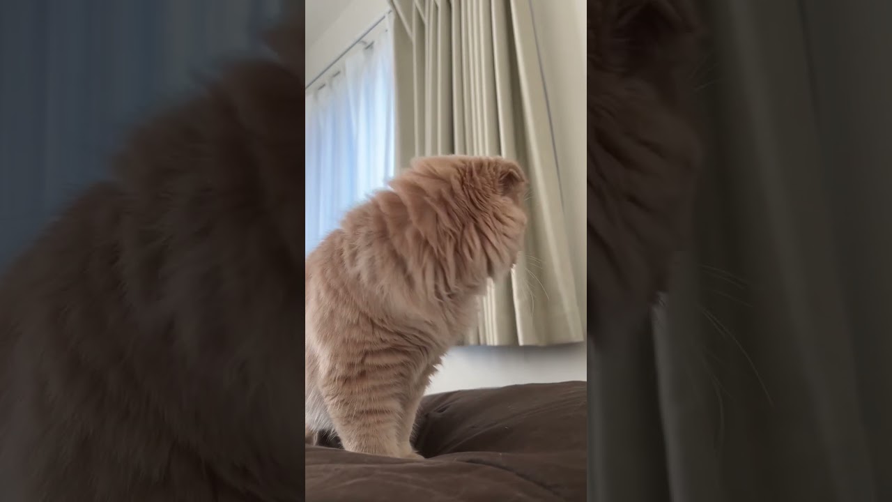 【朝起こしてくるねこ】スコティッシュフォールドロングヘアー