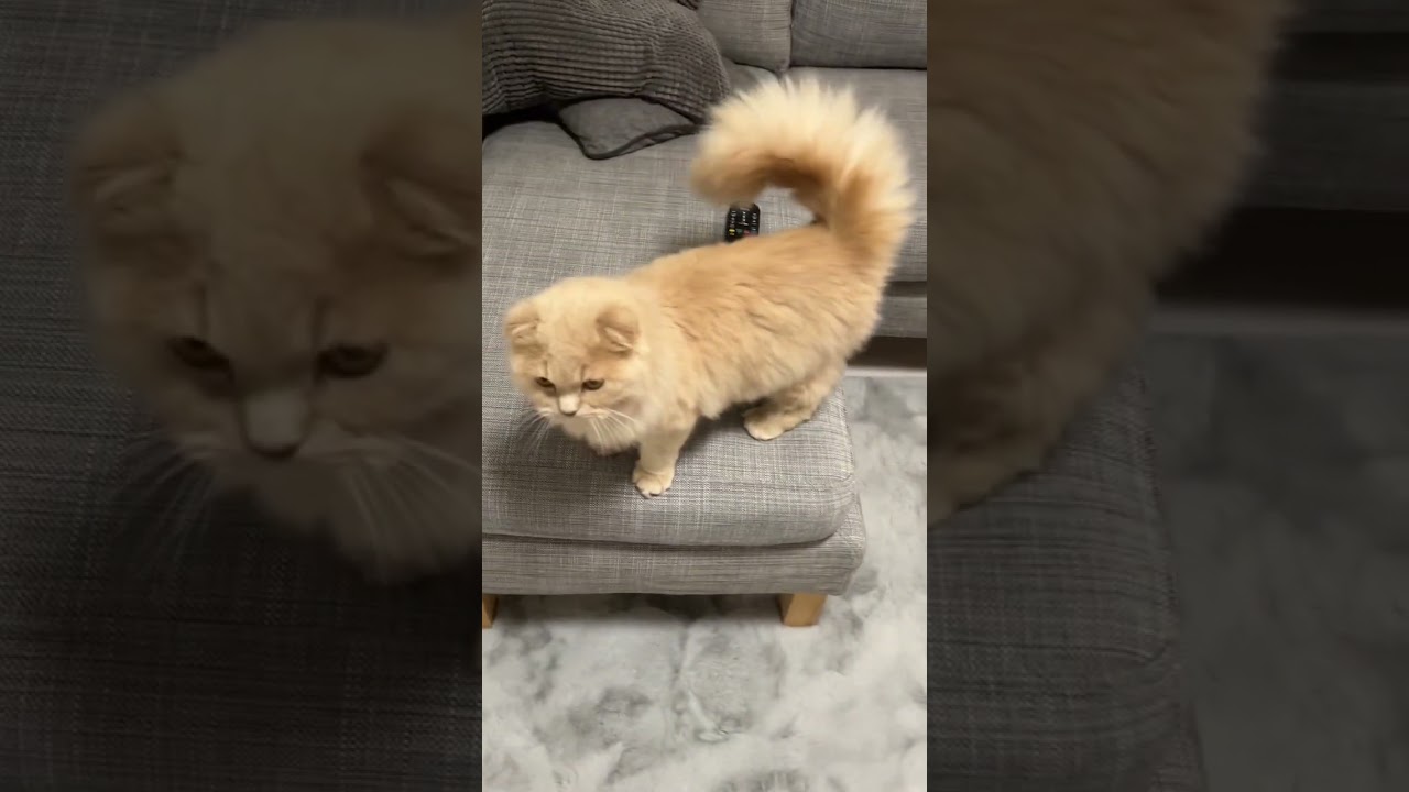 【ついてくるねこ】スコティッシュフォールドロングヘアー