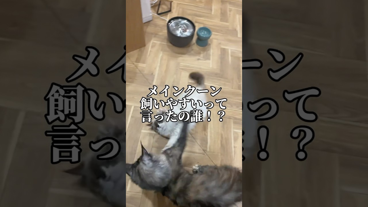 メインクーン飼いやすいって言ったの誰！？