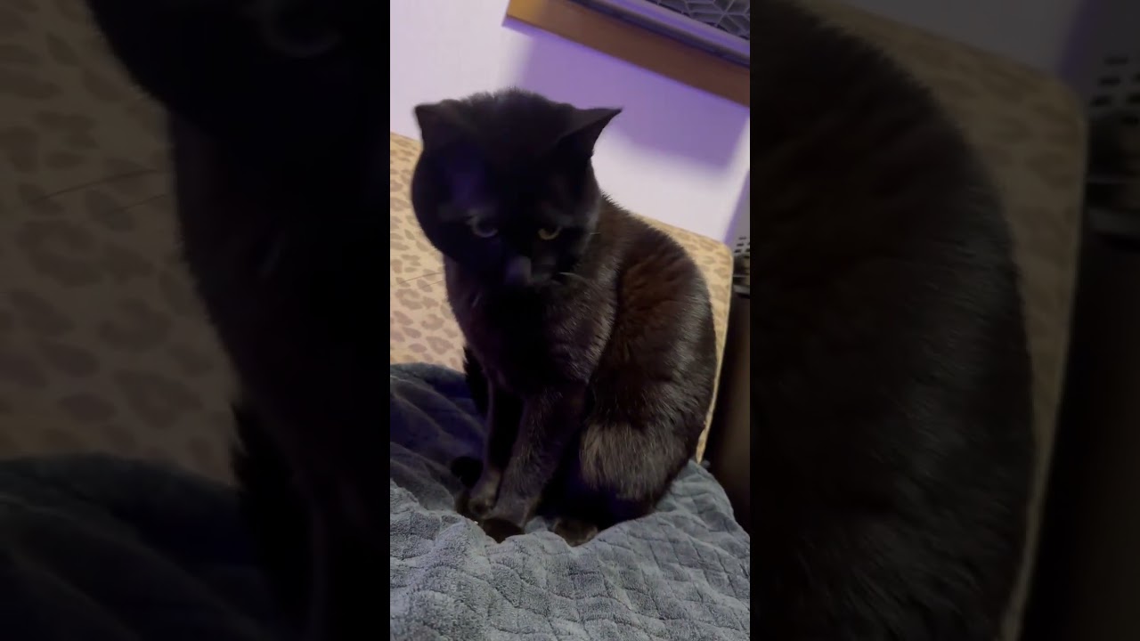 きれいな黄色いおめめ #shorts #cat #猫 #黒猫