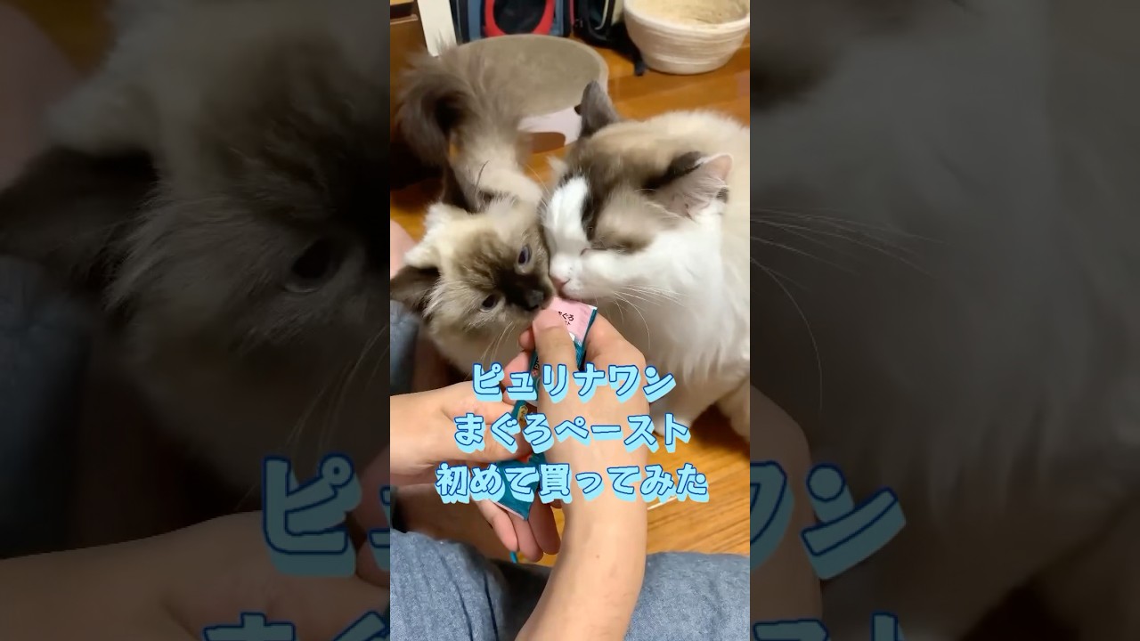 仲良すぎな猫たち #ねこ #子猫 #ragdolls #ラグドール #猫のいる暮らし #猫 #猫好きさんと繋がりたい #shorts
