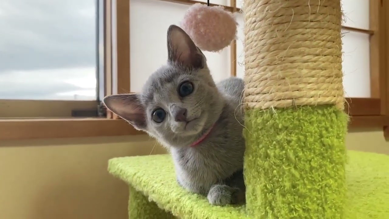 ロシアンブルー 瞳がおおきく気質穏やか