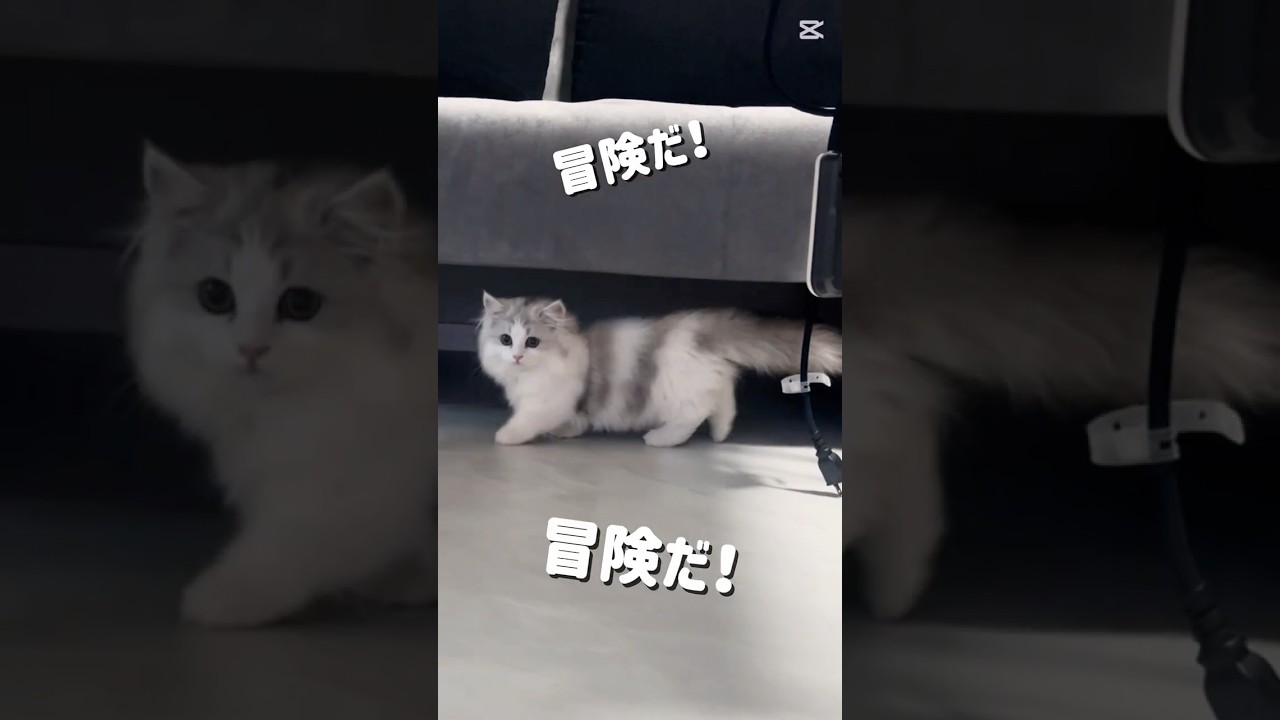 【ミヌエット子猫】お迎え初日の様子に密着！家の中を冒険する姿に癒される#cat #猫のいる暮らし #ミヌエット #子ネコ