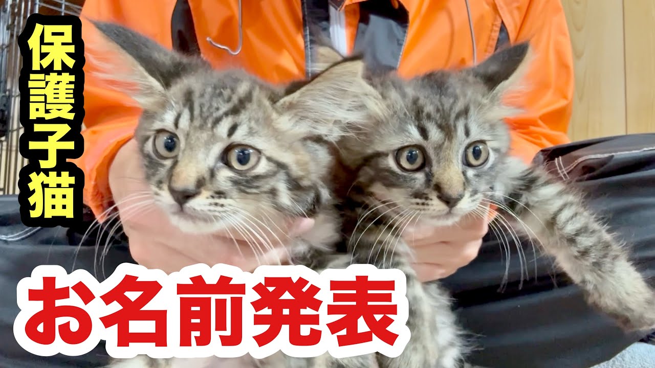 保護子猫２匹のお名前 発表します（仮）