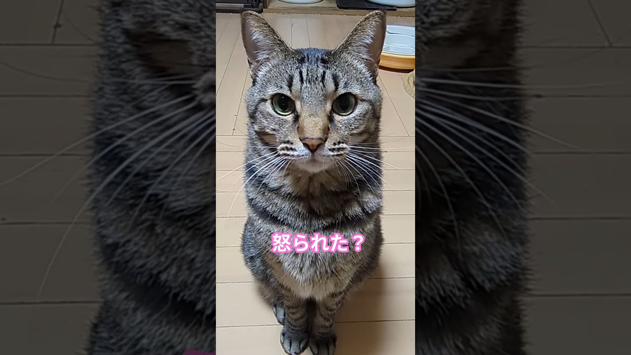 ママに怒られた💦なると #shorts