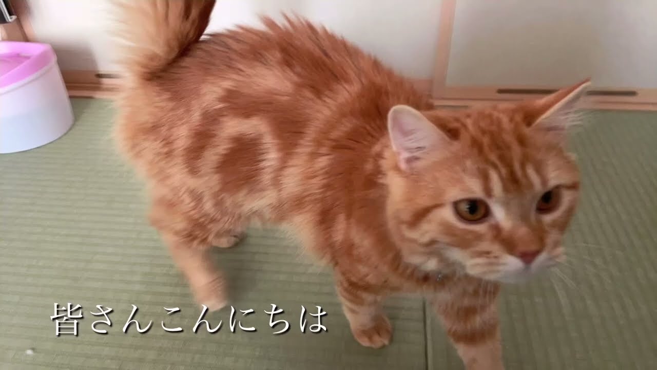 「アメリカンカール⭐︎マンチカン」猫の日常とのり太の猫コロナ(ドライタイプ)治療経過!