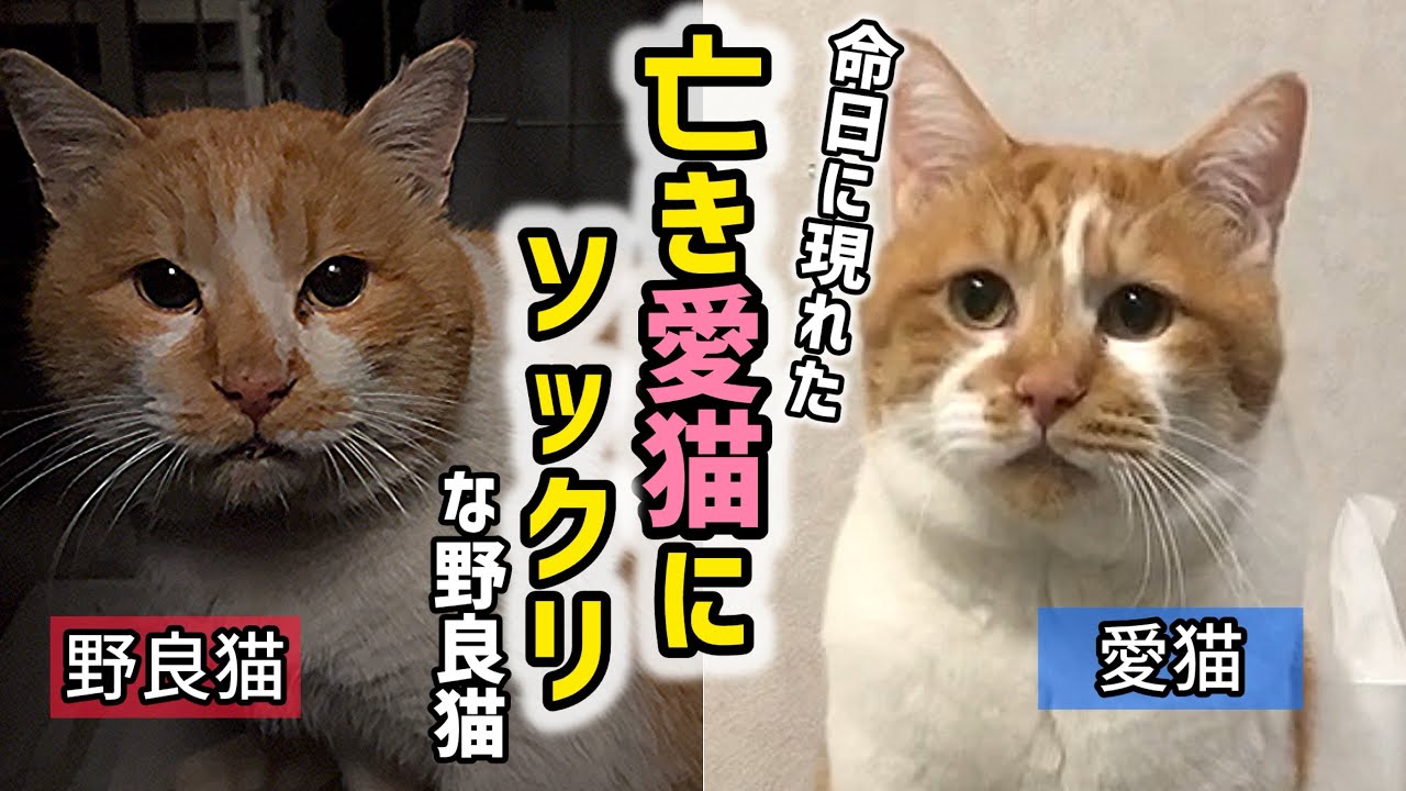 【デブちゃん】３年前に亡くなった愛猫にソックリな野良猫が現れました【前編】