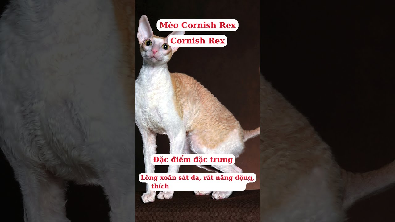 19. Cornish Rex – Mèo Leo Tường Cực Đỉnh, Không Biết Mệt! 🧗‍♀️