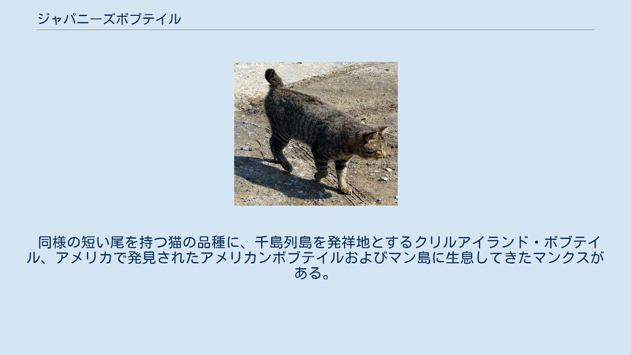 ジャパニーズボブテイル