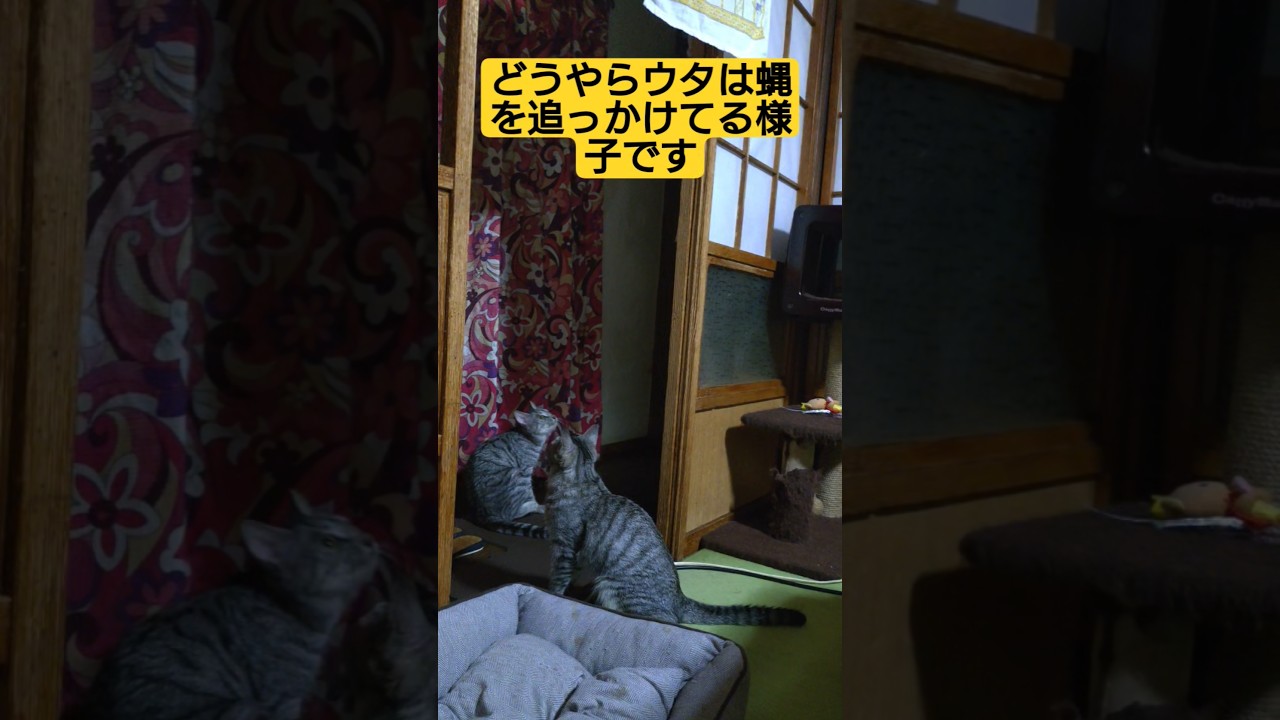 当主代理　ウタ＝スフィンクスは姉妹に害をなす輩は徹底的に排除します#保護猫 #スフィンクス ＃ウタ