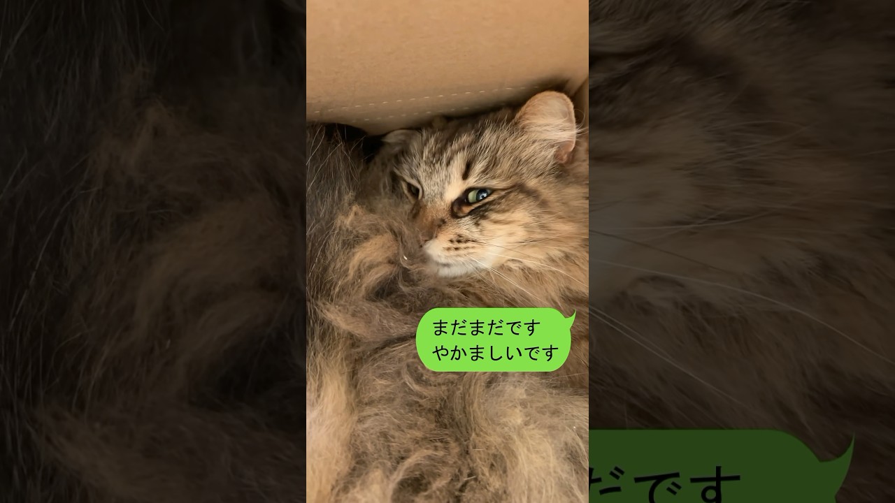おじさんに冷たい猫【サイベリアン】 #shorts #サイベリアン #猫 #おじさん構文