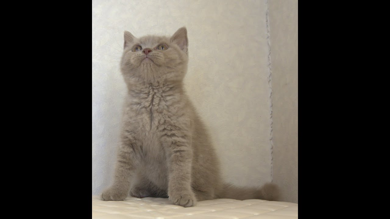 ブリティッシュショートヘアー子猫　British Shorthair　2025.4.4産まれ　ライラックタビー　女の子　シーダキャット猫のお店