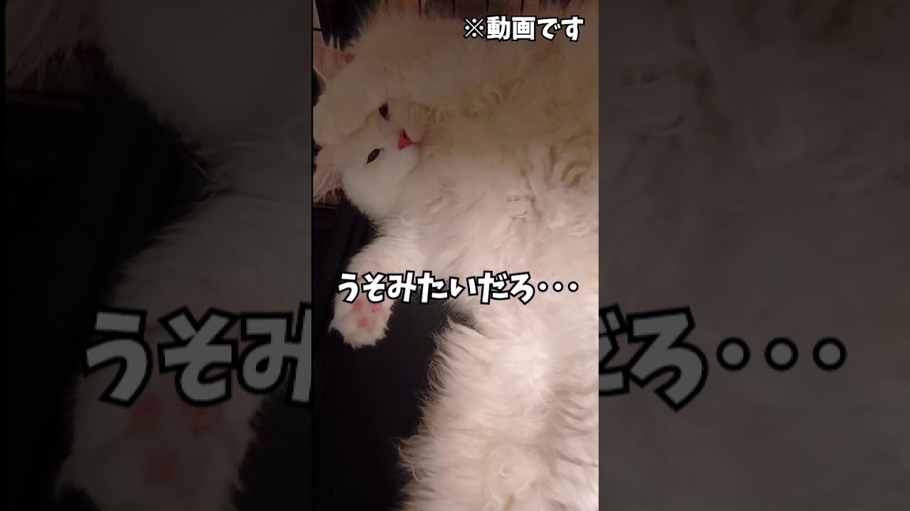 【らいち】うそみたいだろ・・・これで・・・#Shorts#サイベリアン #猫好きさんと繋がりたい #猫のいる暮らし