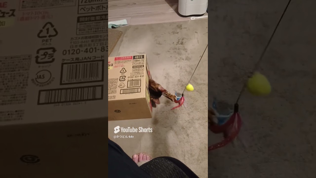 変な遊び方をするベル先生  #ベンガル #猫 #shorts