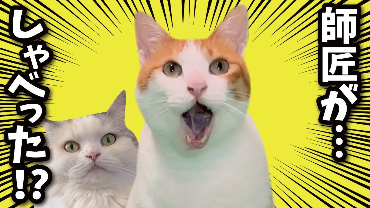 犬とお別れの日…ついに師匠が！！！！！！！！！！【関西弁でしゃべる猫】【猫アテレコ】