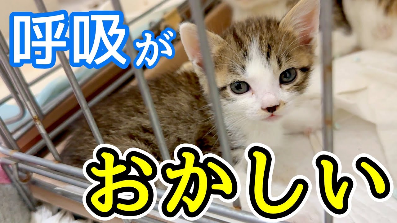 1ヶ月の保護子猫の呼吸に異常があり、診断結果に茫然としました