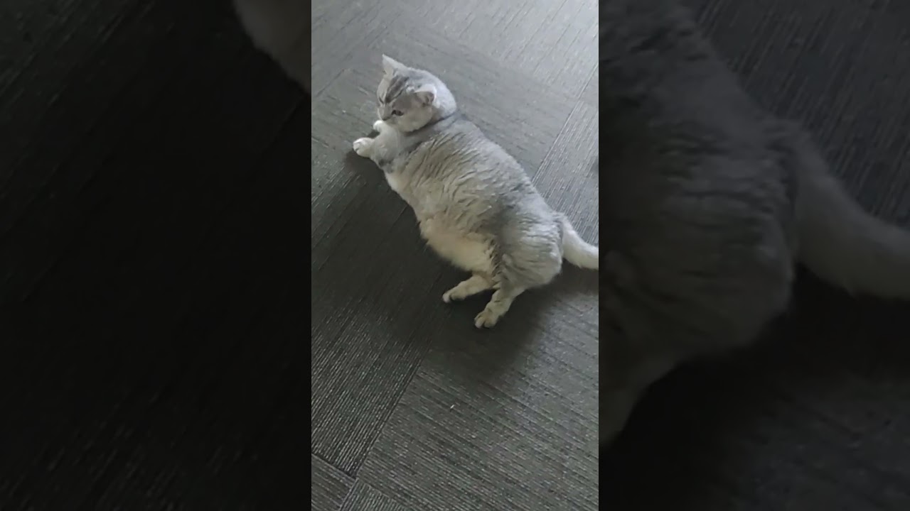 今朝の短足マンチカン#ねこ#キュルガ#マンチカン#猫#子猫 #cute