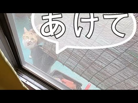 娘猫の姿に亡き母猫が重なる梅雨の一日