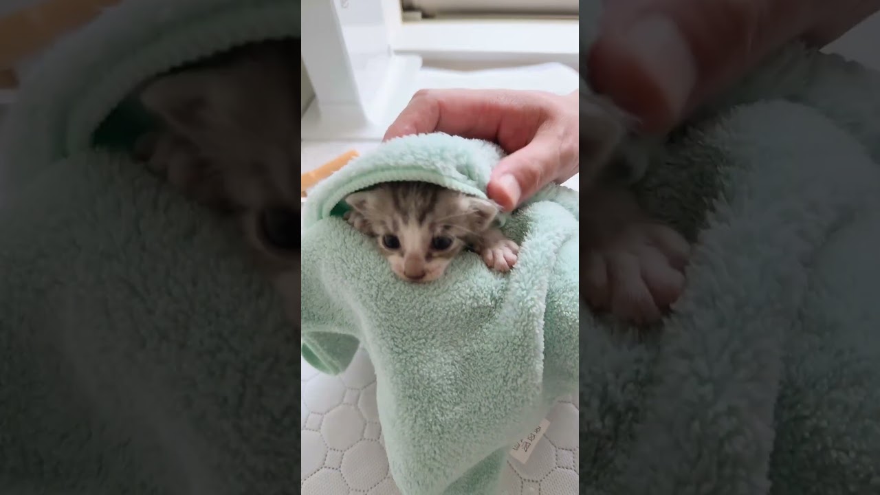 子猫のシャンプーをした時はこうやって乾かしてます。シャンプー動画ではありません【保護猫生活】