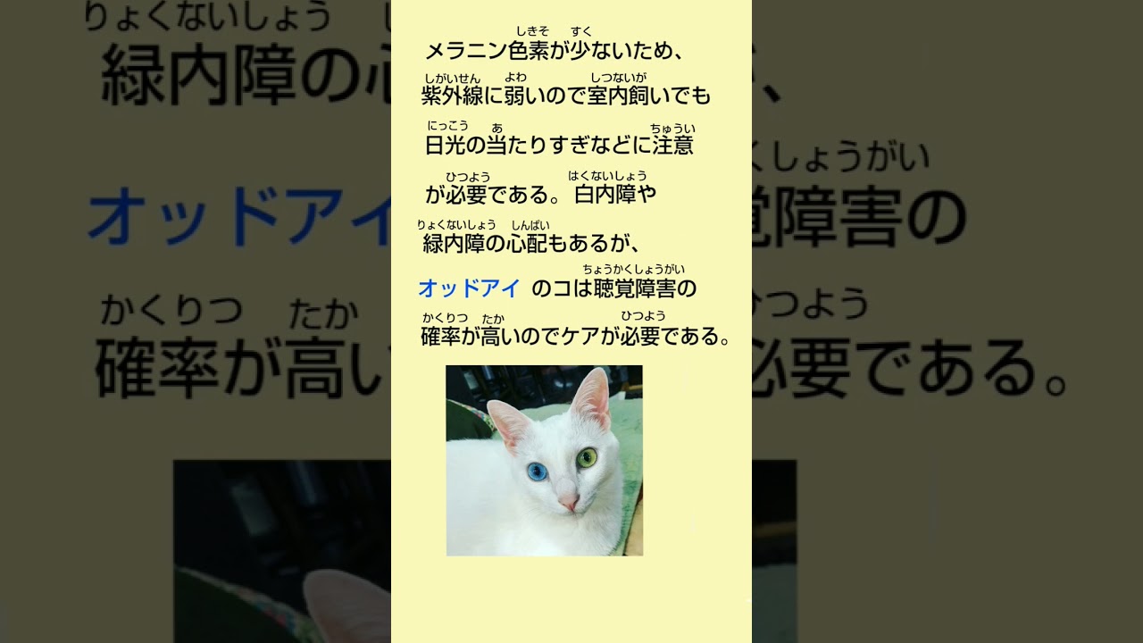 「オッドアイ」世界の珍しい猫スペシャル猫神神社 #cat #オッドアイ#白猫 #ターキッシュアンゴラ #ねこ