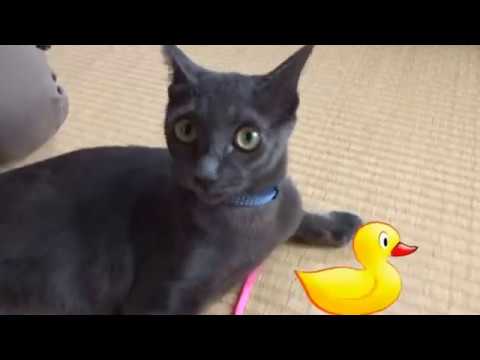 ２０１７ルーク君　幸運をもたらすコラット猫ちゃん　たわむれる。！