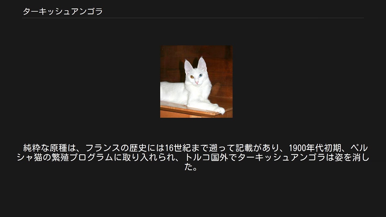 ターキッシュアンゴラ