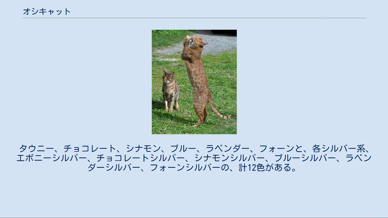 オシキャット
