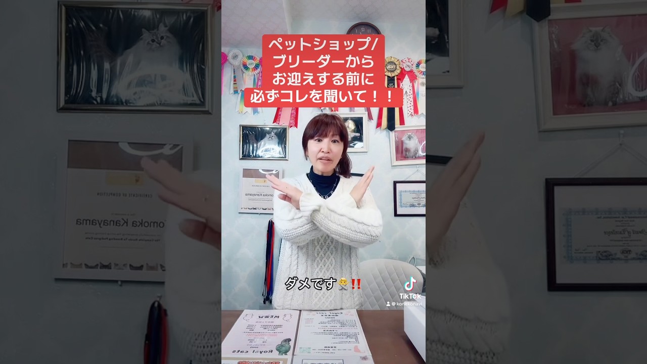 ペットショップ/ブリーダーから#サイベリアン の#子猫 をお迎えする前に必ずコレをご確認‼️安易にお迎えして後悔する前に現実を直視しましょう‼️TV放送記念😻お迎7万円割引中😻 #ペットショップ