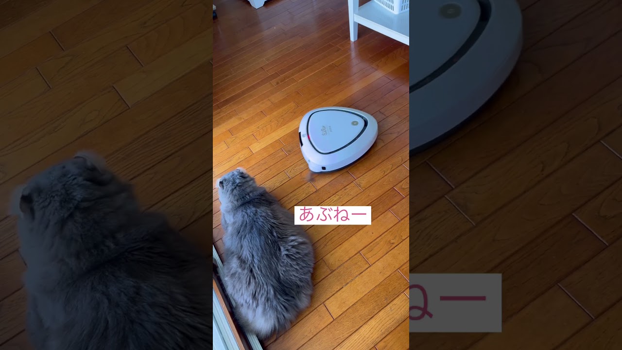 しつこい #ねこ動画 #アメリカンカール #catlovers