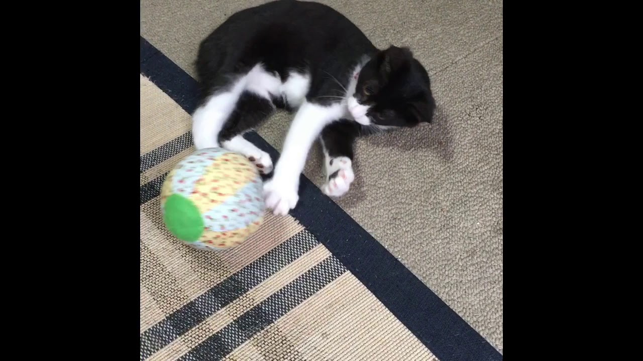Japanese Bobtai ジャパニーズボブテイル 子猫