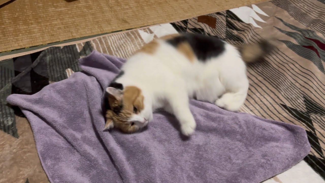 【三毛猫】ミケの場所になったバスタオル（2025年6月25日）